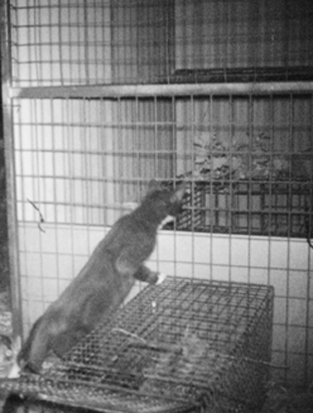 cat at guneapig cage